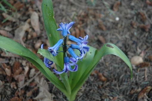 Spring has sprong (very earily)-dsc_7268z.jpg