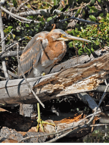 Amazing discovery please read!!!-_dsc7189.gif