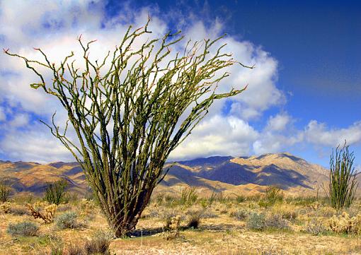 The Colorful Desert-_img0016_effect1_750.jpg