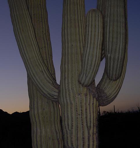 Cacti in Love-_img0067_800.jpg