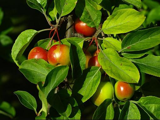 Another 50mm f1.8 Thread-crab-apple.jpg