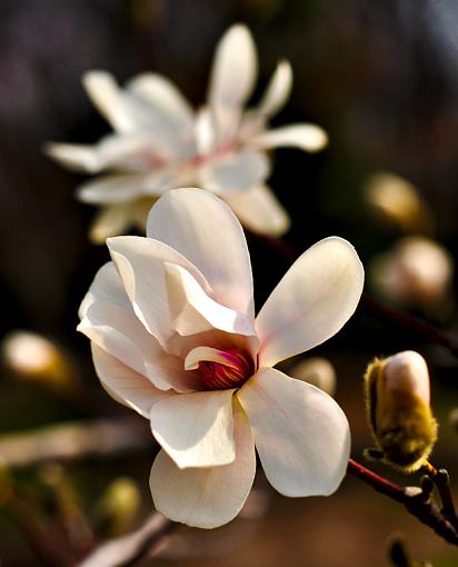 Spring Color 2010-cherryblossom.jpg