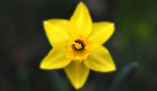 Spring Color 2010-yellow-flower.jpg