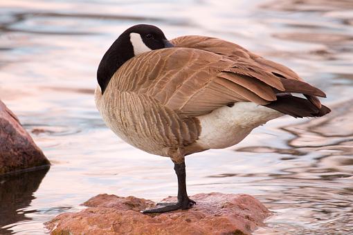 Straight Out of Camera-goose.jpg