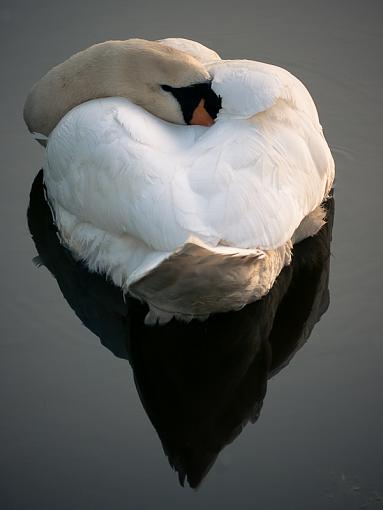 swan heart-_1040426.jpg