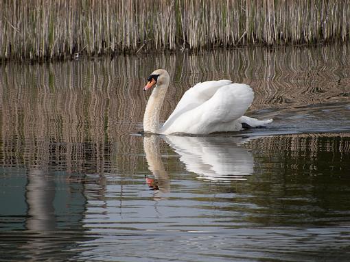 Reflections-_4245493.jpg