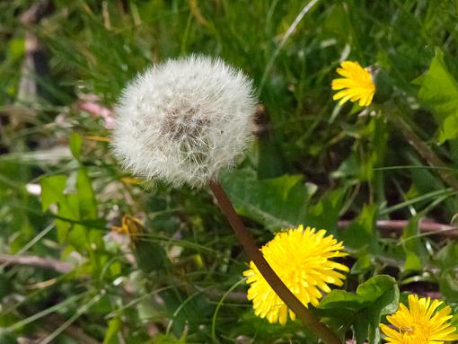 spring weeds-_4245522.jpg