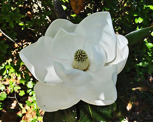 Magnolia Blossoms-_dsc8465.jpg