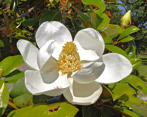Magnolia Blossoms-_dsc8469.jpg