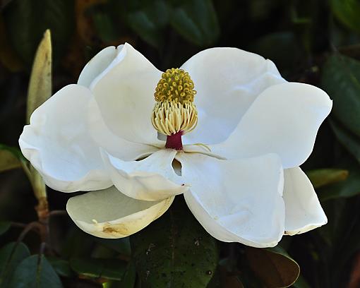 Magnolia Blossoms-_dsc8486.jpg