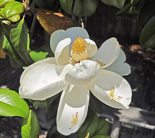 Magnolia Blossoms-_dsc8512.jpg