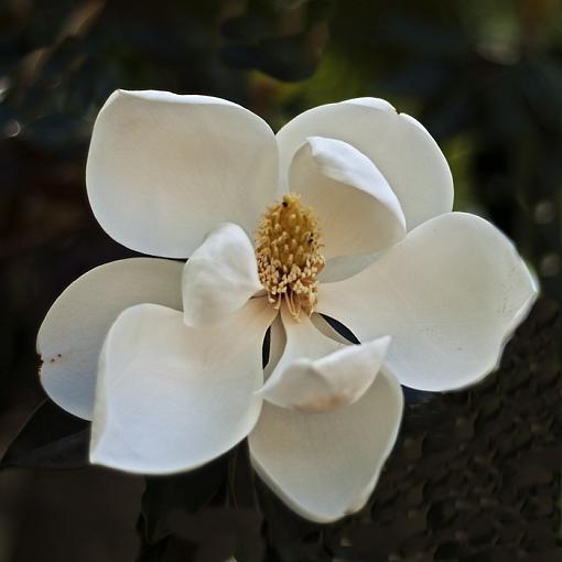Magnolia Blossoms-_dsc8538.jpg