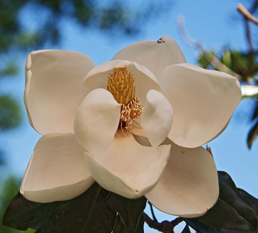 A few more magnolia blossoms-_dsc8742.jpg