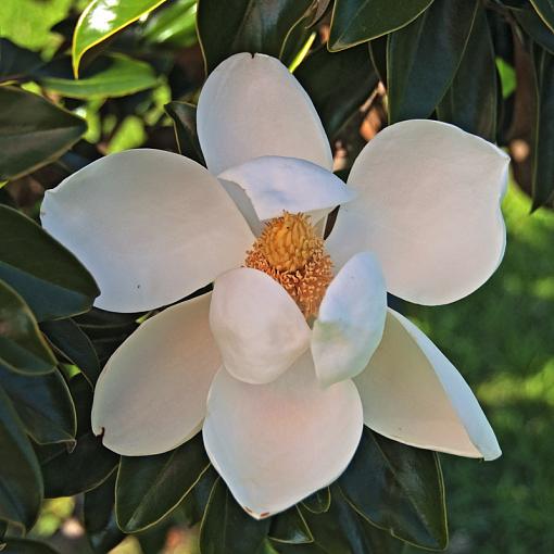 A few more magnolia blossoms-_dsc8740.jpg