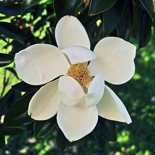 A few more magnolia blossoms-_dsc8738.jpg