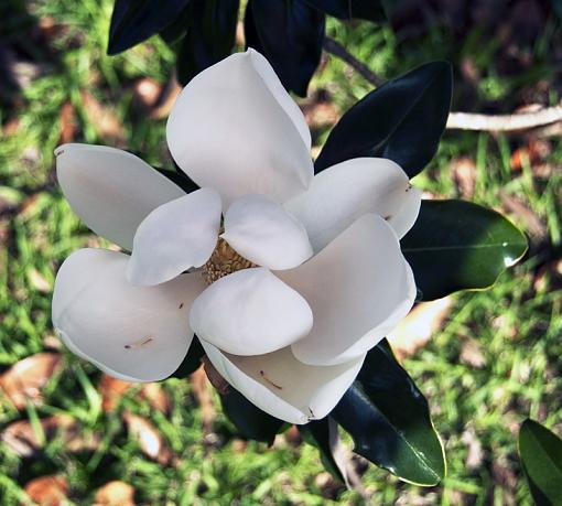 A few more magnolia blossoms-_dsc8757.jpg