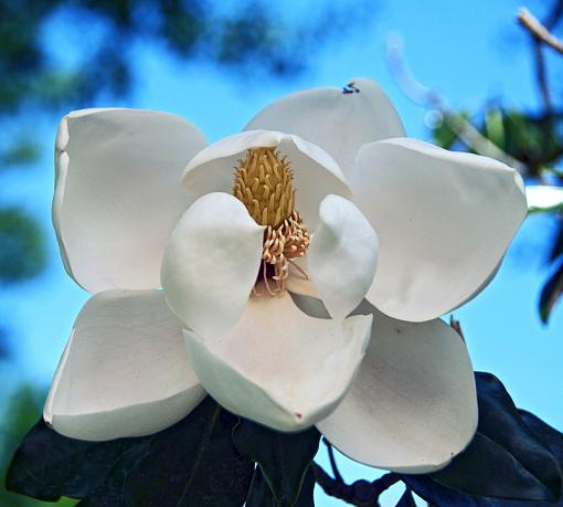 A few more magnolia blossoms-_dsc8742-copy.jpg