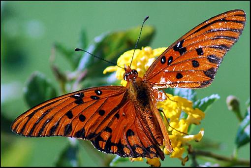 Last of the Season???-fritillary_damaged.jpg