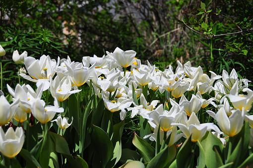 a visit to a nursery ....-white.jpg