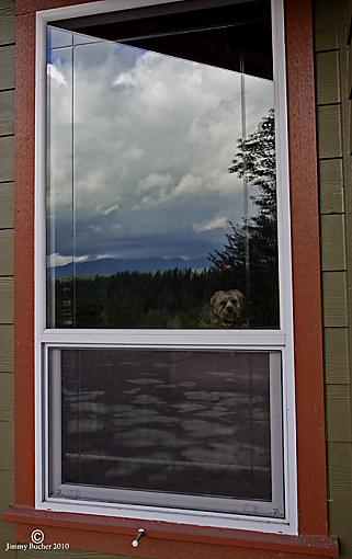 The dog's view-jdb_9531-copy.jpg