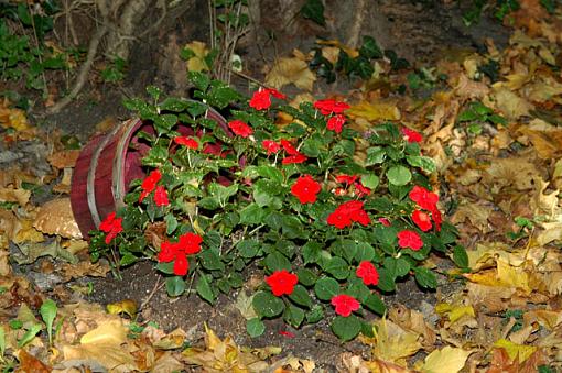 Last of the Season???-red-basket-640.jpg