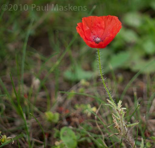 Poppies-_1050630.jpg