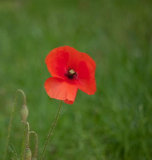 Poppies-_1050632.jpg