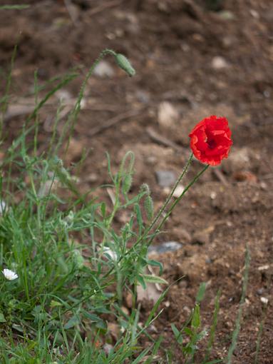 Poppies-_1050649.jpg