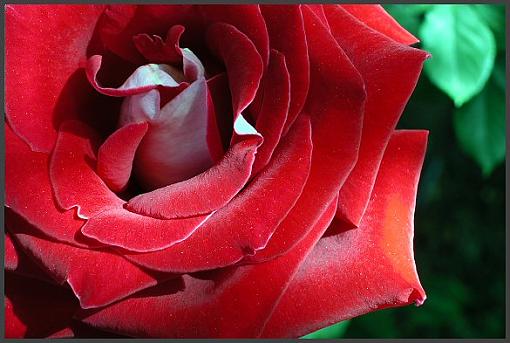 Last of the Season???-red-rose.jpg