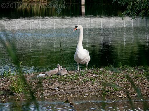 swan &amp; cygnets-_1060083.jpg