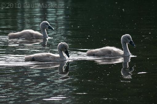 swan &amp; cygnets-_1060115.jpg