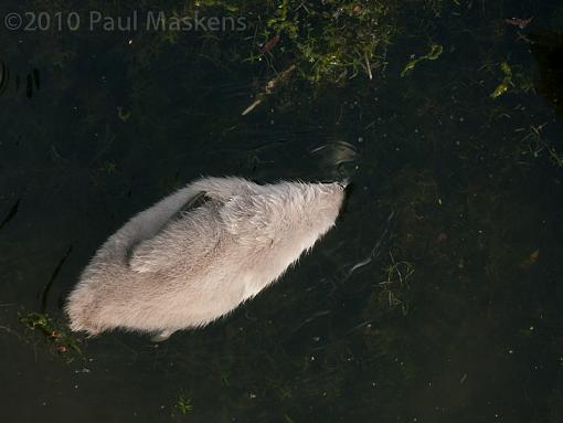 swan &amp; cygnets-_1060093.jpg