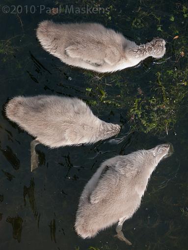 swan &amp; cygnets-_1060094.jpg