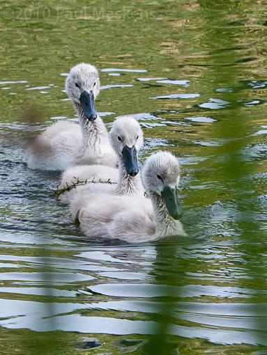 swan &amp; cygnets-_1060130.jpg