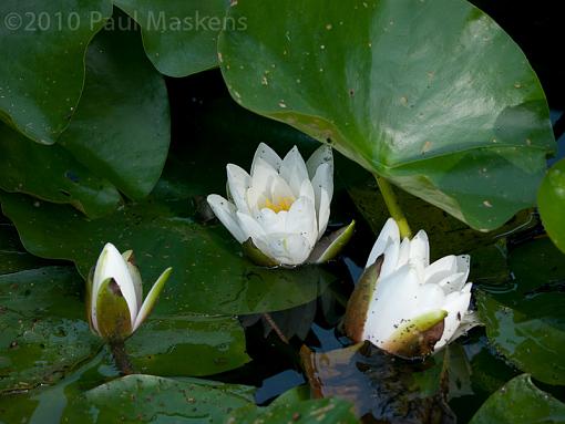 water lilies-_1060081.jpg