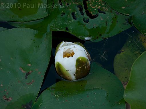 water lilies-_1060080.jpg