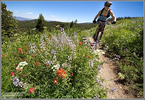 Lake Tahoe - Flume Trail-jenni-flowers-flume.jpg