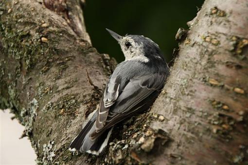 . . . a bird in the hand !-img_8248.jpg