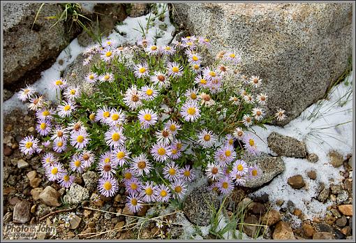 August Snow-_04c9862.jpg