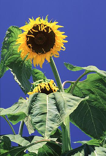 Last of the Season???-19-sunflower-preview.jpg