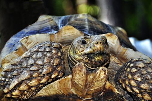 Why did the turtle cross the road-_dsc0225.jpg