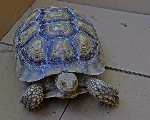 Why did the turtle cross the road-_dsc0222.jpg