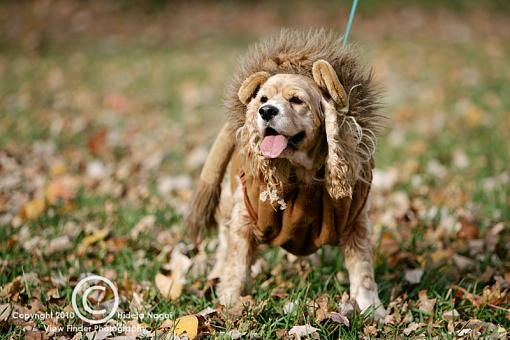 Dogs in Disguise-5dm21_1185-pr.jpg