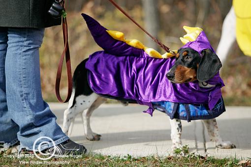 Dogs in Disguise-5dm21_1241-pr.jpg