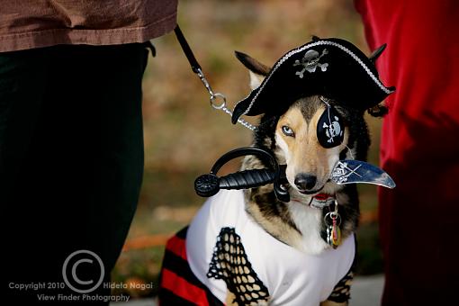 Dogs in Disguise-5dm21_1354-pr.jpg