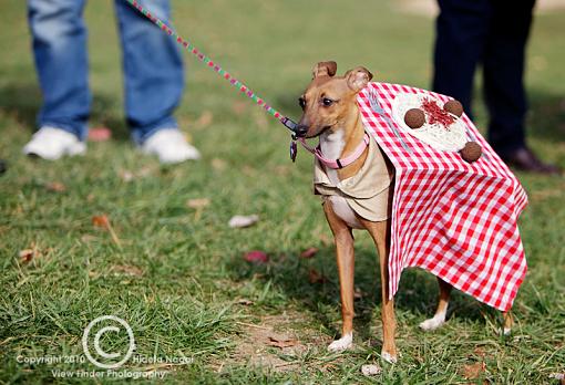 Dogs in Disguise-5dm21_1136-pr.jpg