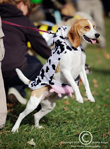 Dogs in Disguise-5dm21_1103.jpg