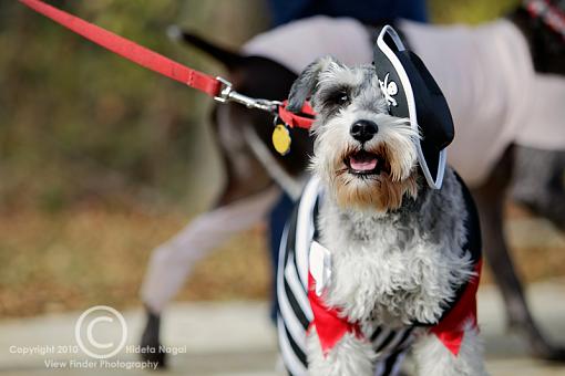 Dogs in Disguise-5dm21_1319.jpg