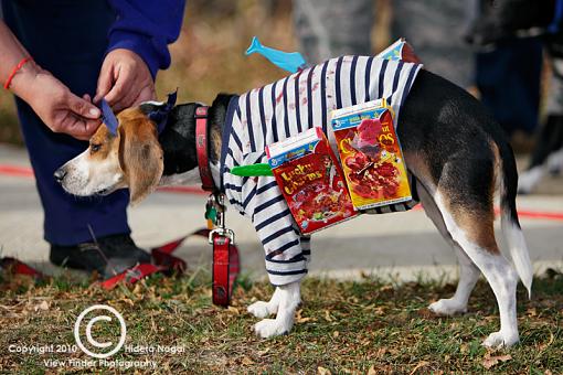 Dogs in Disguise-5dm21_1348.jpg