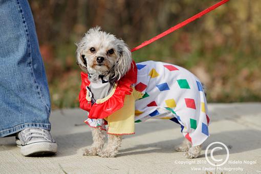 Dogs in Disguise-5dm21_1360.jpg